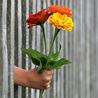 Eine Person hält einen Strauß Blumen aus dem Gitter eines Zauns. Die Blumen stehen mit ihren intensiven Farben im Vordergrund.